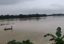বন্যায় তলিয়ে যাচ্ছে গোমতী চর, ফসল রক্ষায় কৃষকের আকুতি
