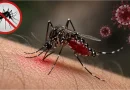 ডেঙ্গুতে সাতদিনে ৩৩ জনের মৃত্যু